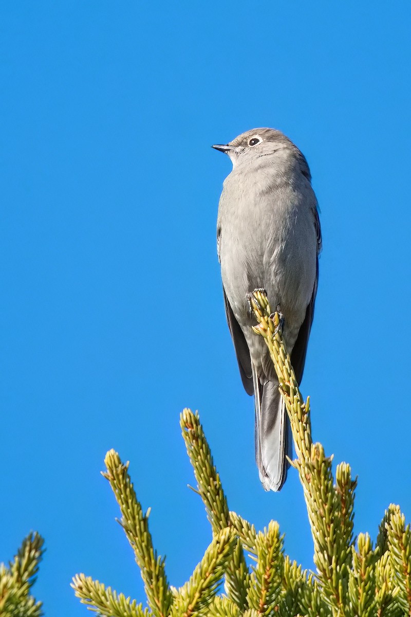 eBird Checklist 24 Nov 2022 Laudholm Farm 12 species