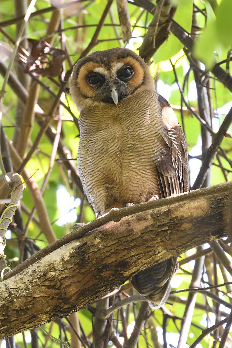 Brown Wood-Owl - Samyukth Sridharan