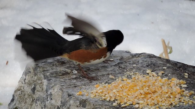Spotted Towhee - ML506841321