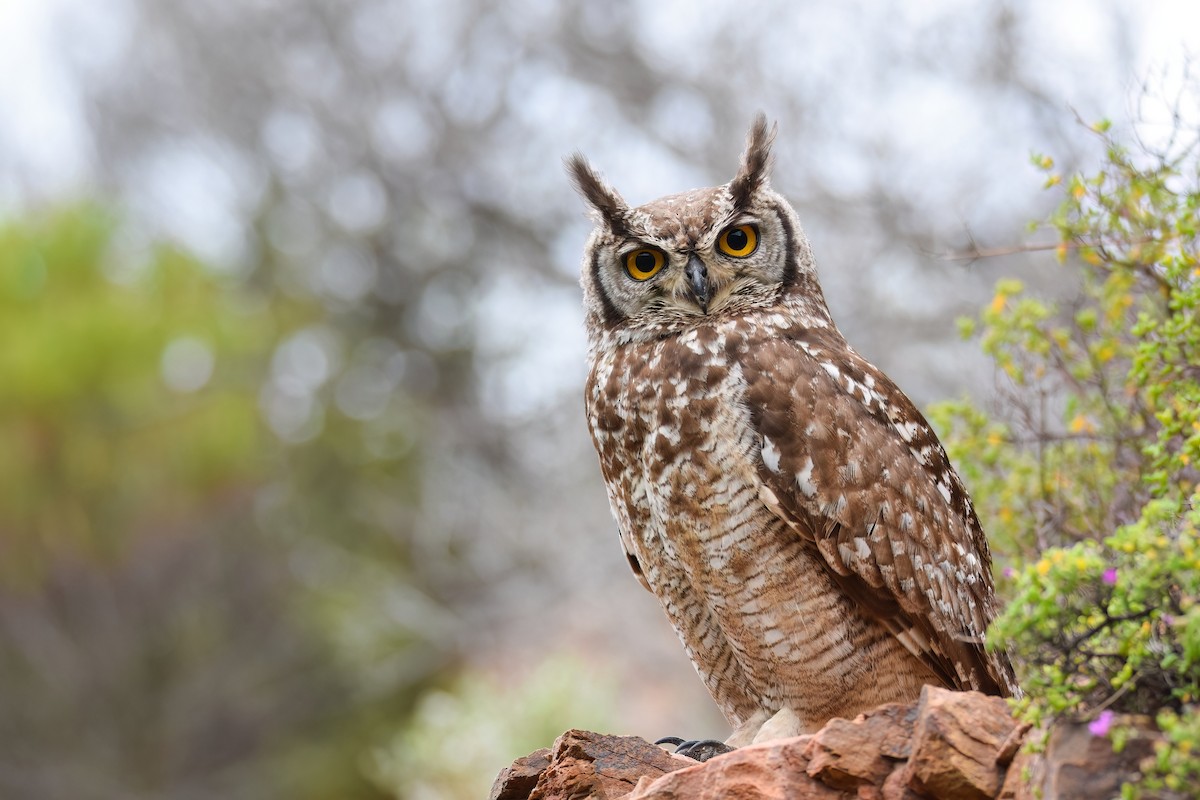 Spotted Eagle-Owl - ML506843211