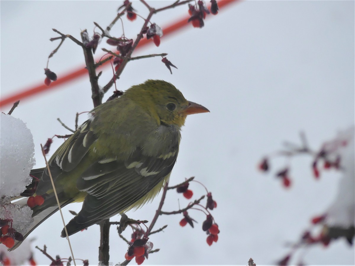 Western Tanager - ML506855621