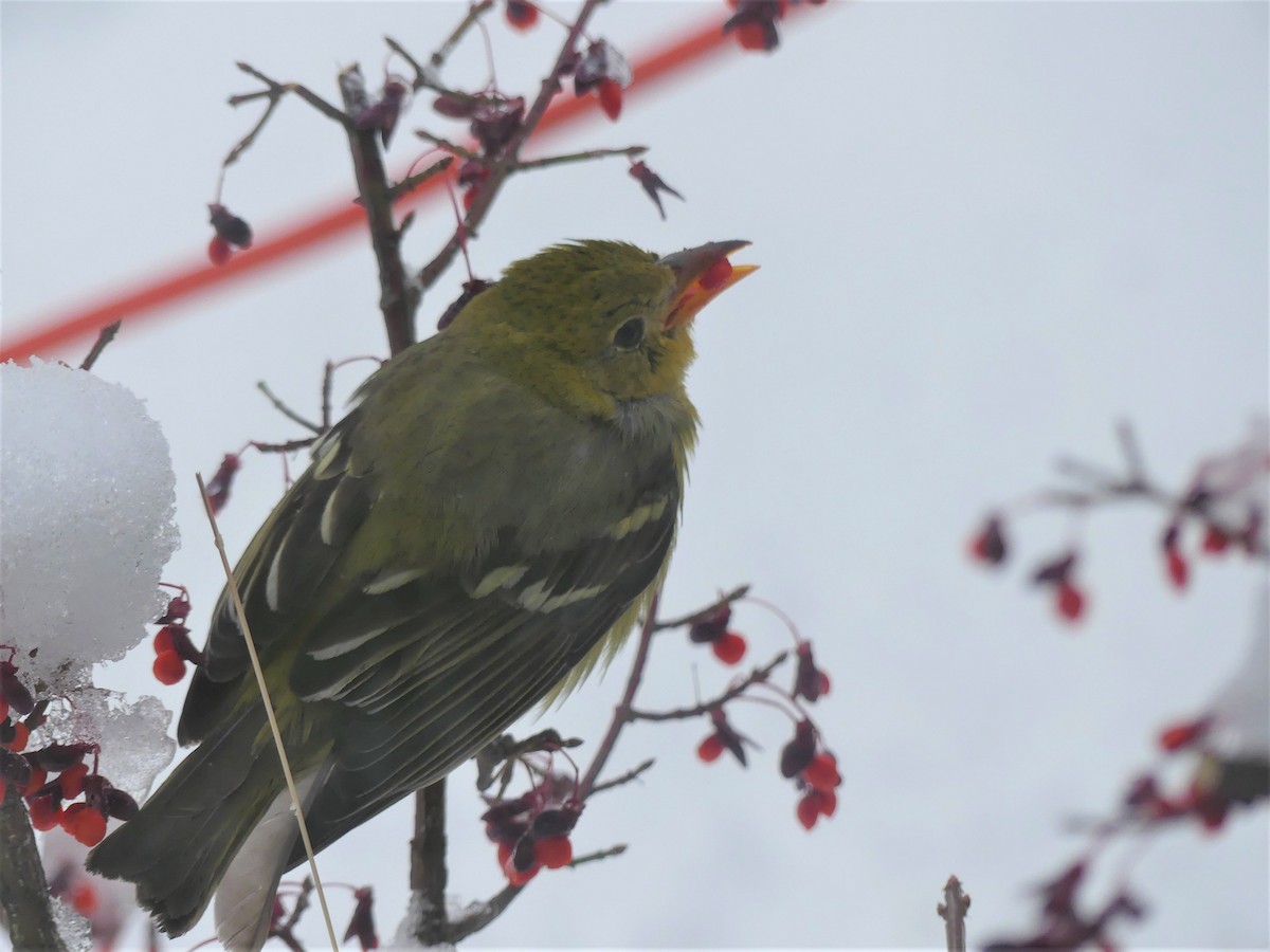 Western Tanager - ML506855631
