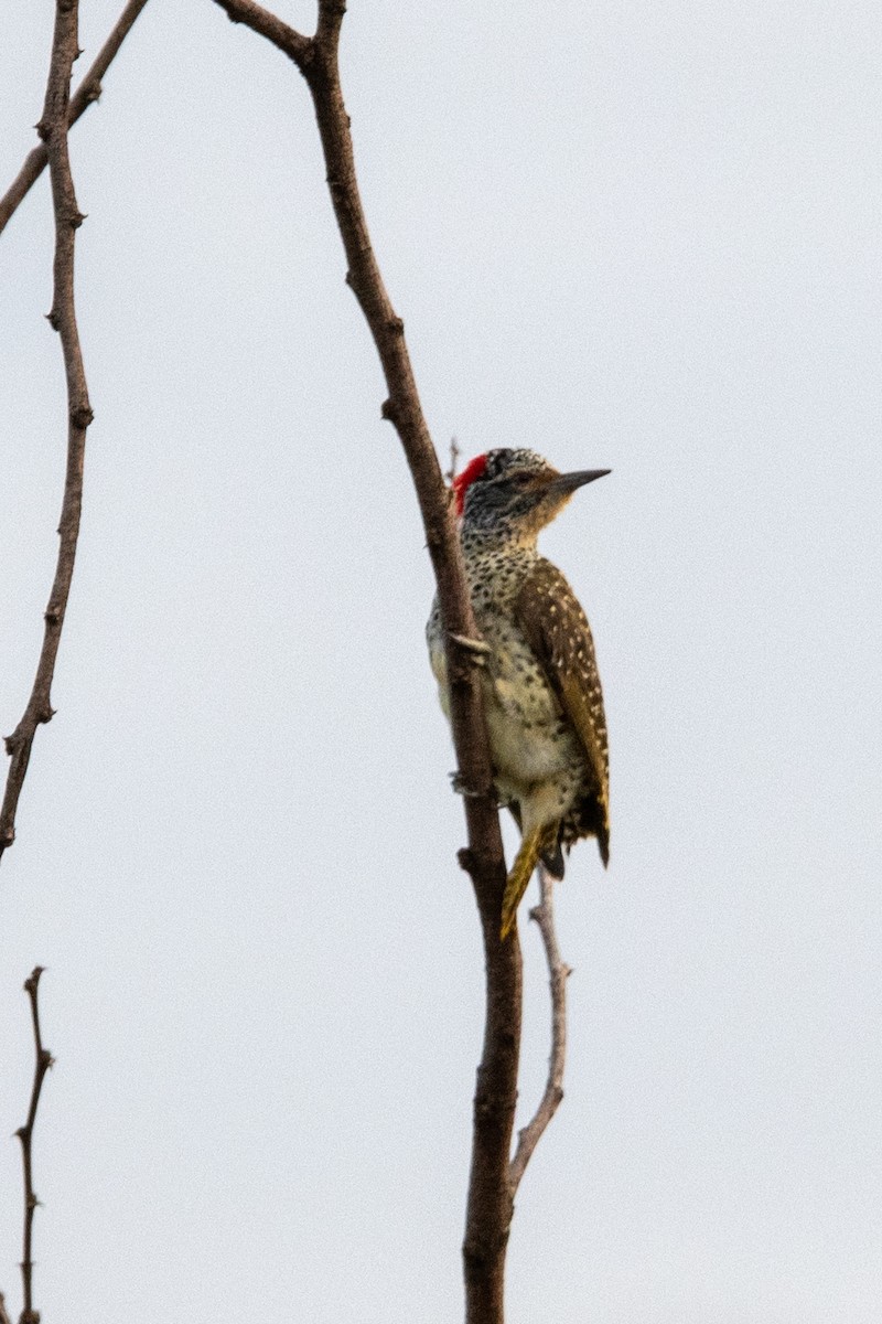 Nubian Woodpecker - Anonymous