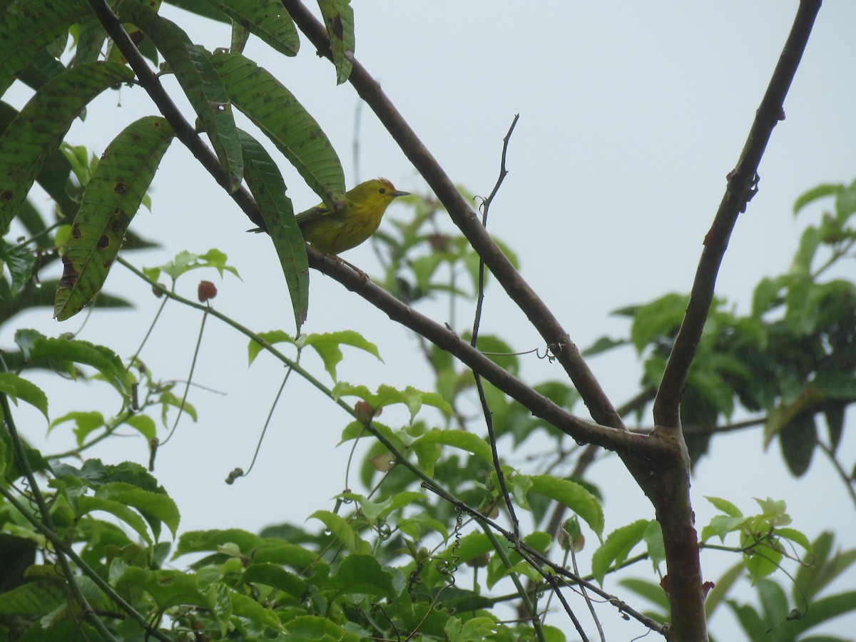Yellow Warbler (Galapagos) - Edison🦉 Ocaña