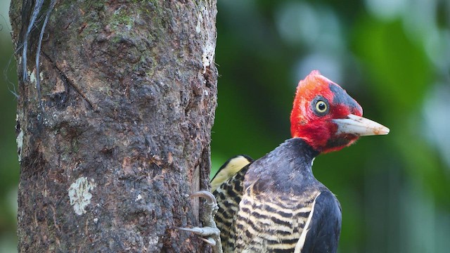 Pale-billed Woodpecker - ML506864701