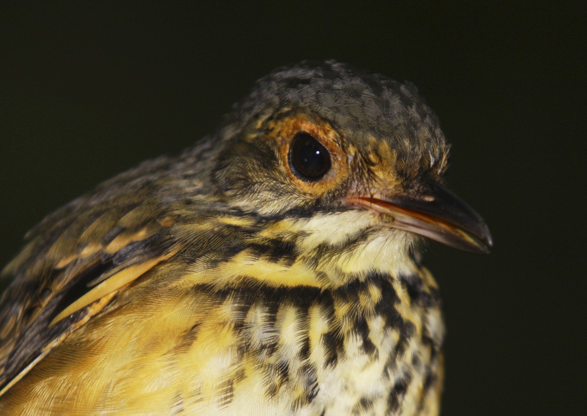 Spotted Antpitta - ML506868261