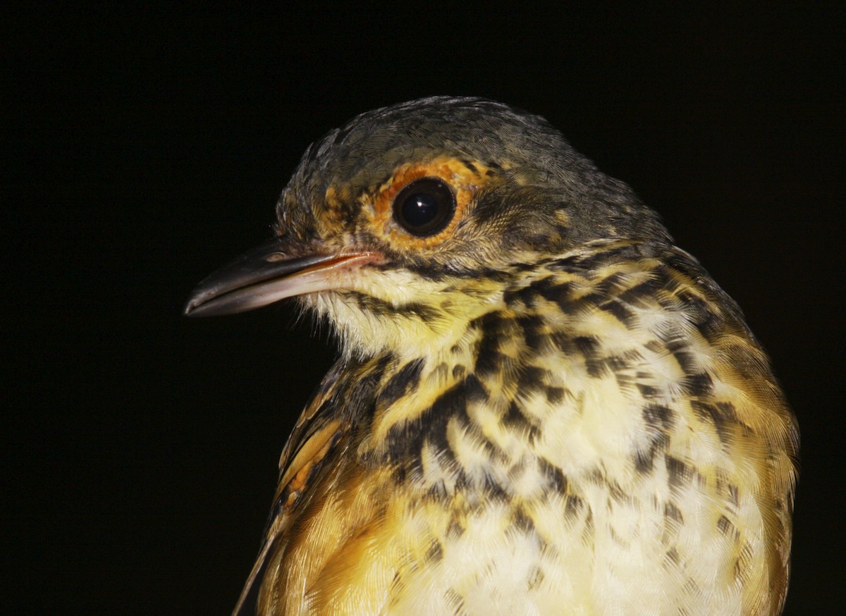 Spotted Antpitta - ML506868291