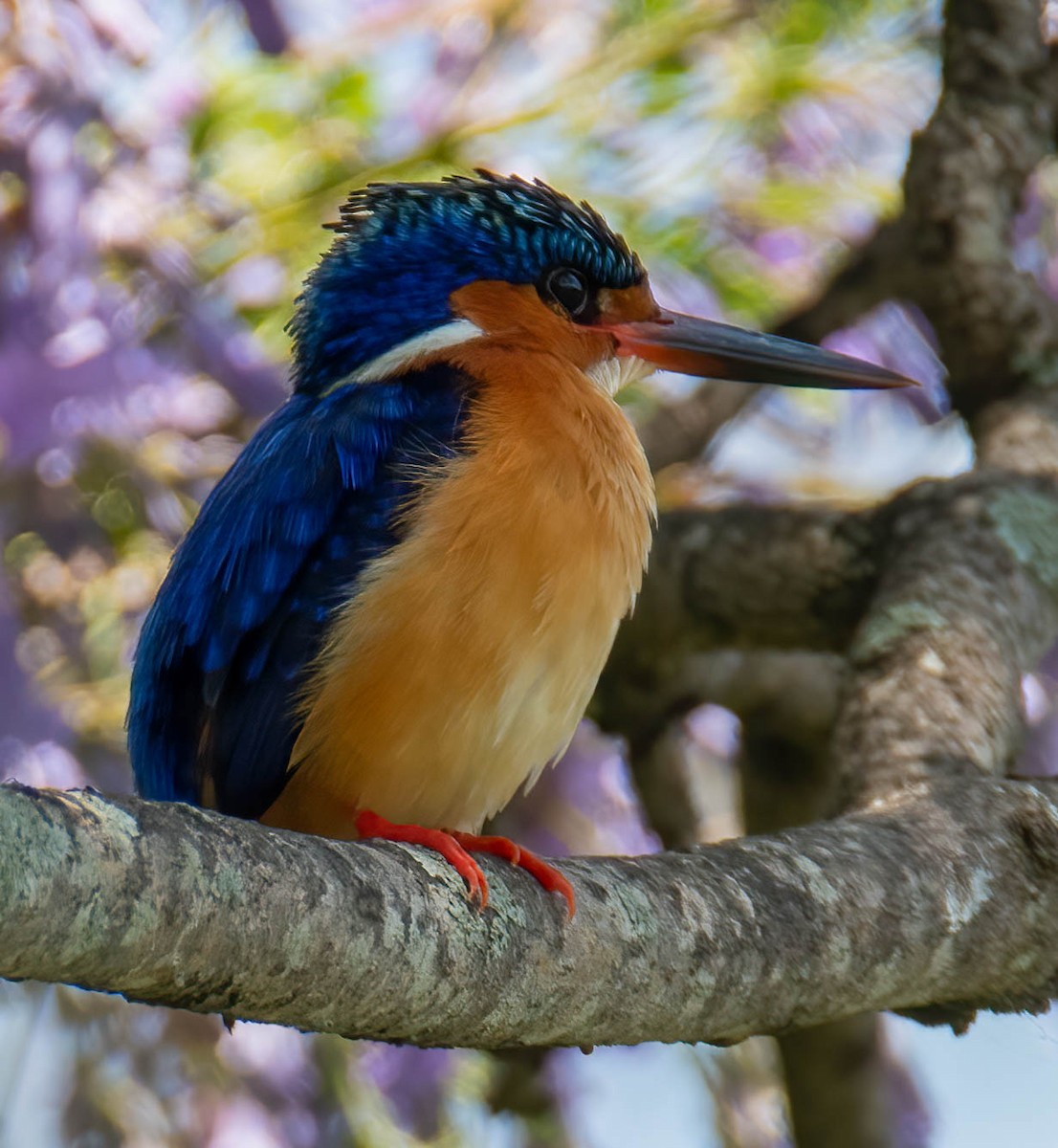 Malagasy Kingfisher - ML506869101