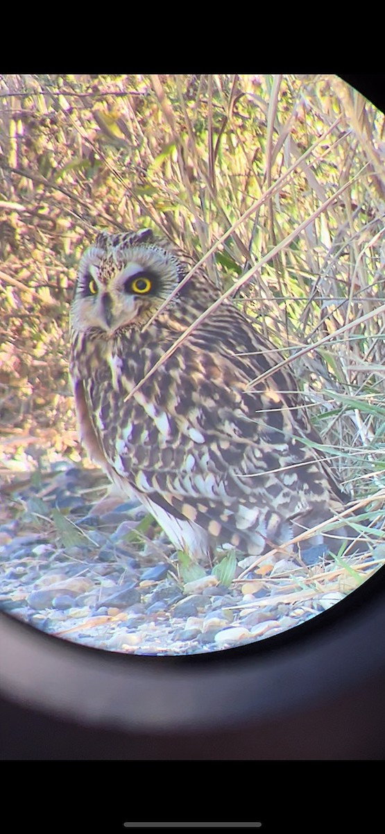 EBird Checklist - 24 Nov 2022 - Edwin B. Forsythe NWR--Wildlife Drive ...