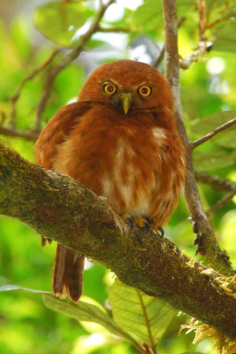 Costa Rican Pygmy-Owl - ML50687201