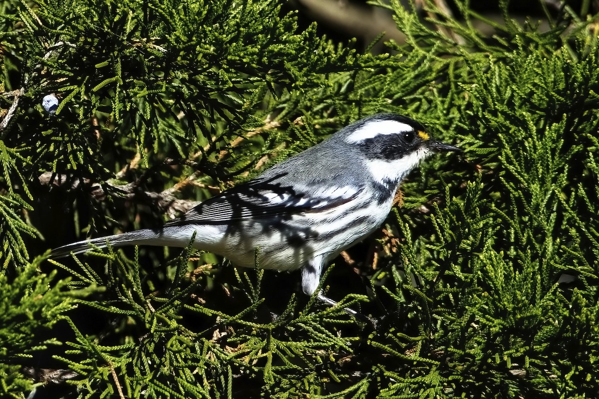 Black-throated Gray Warbler - ML506875131