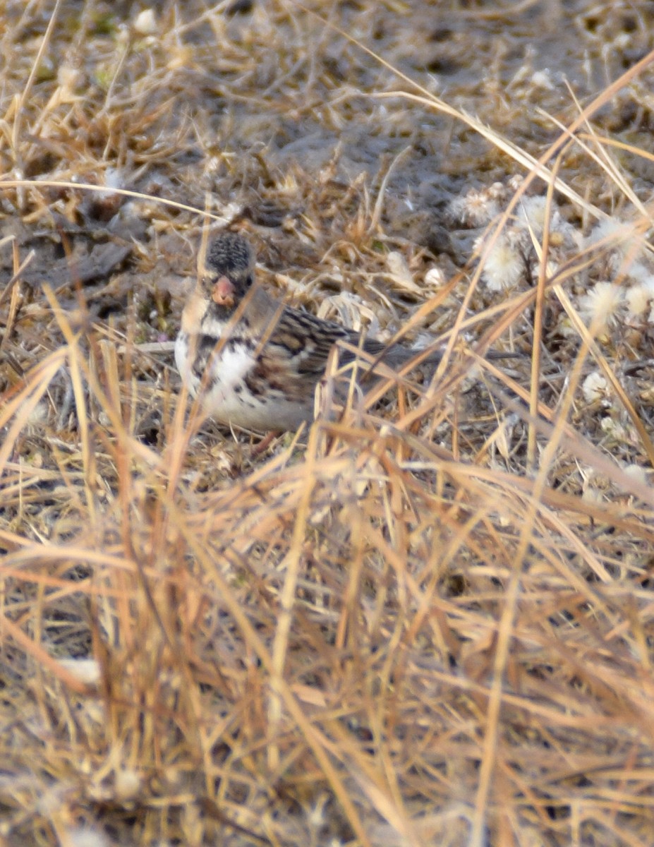 Ebird checklist 22 nov 2022 swan lake nature study area iba