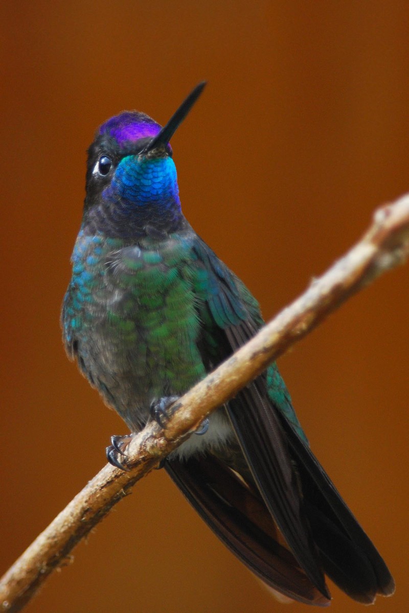 Talamanca Hummingbird - Heather Pickard