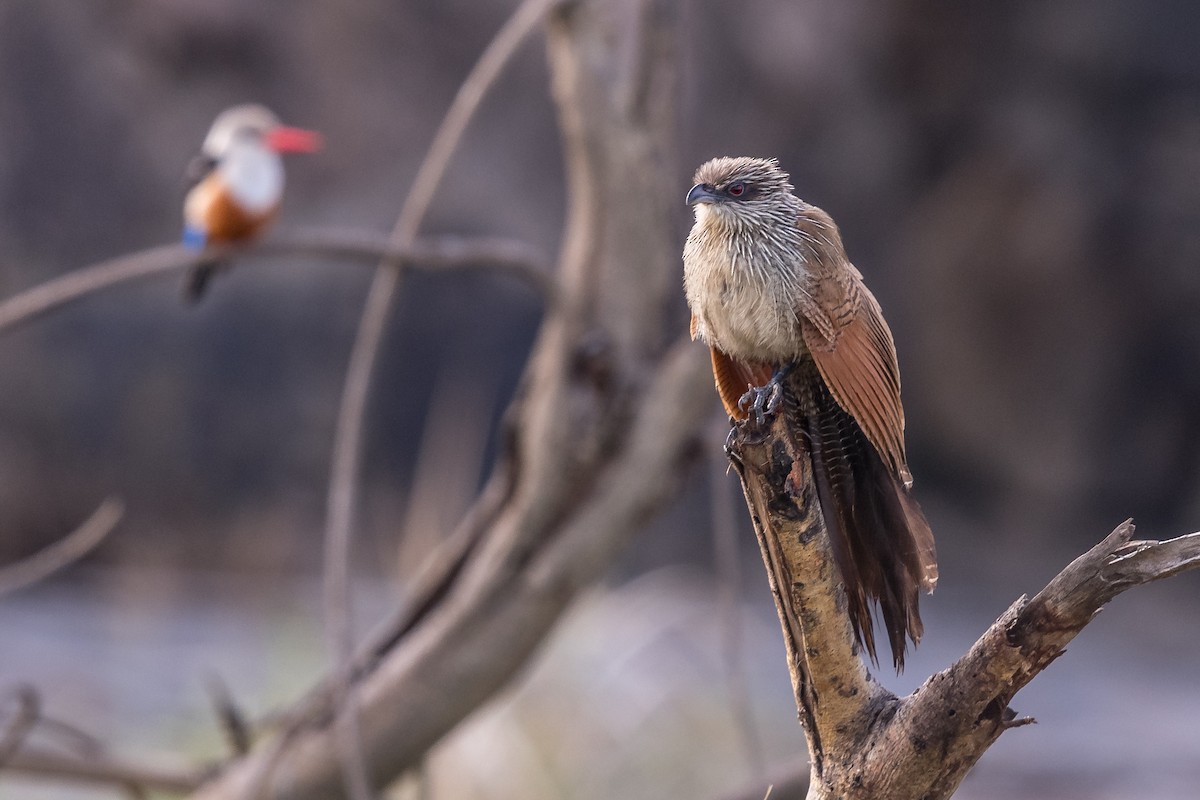 White-browed Coucal - Anonymous