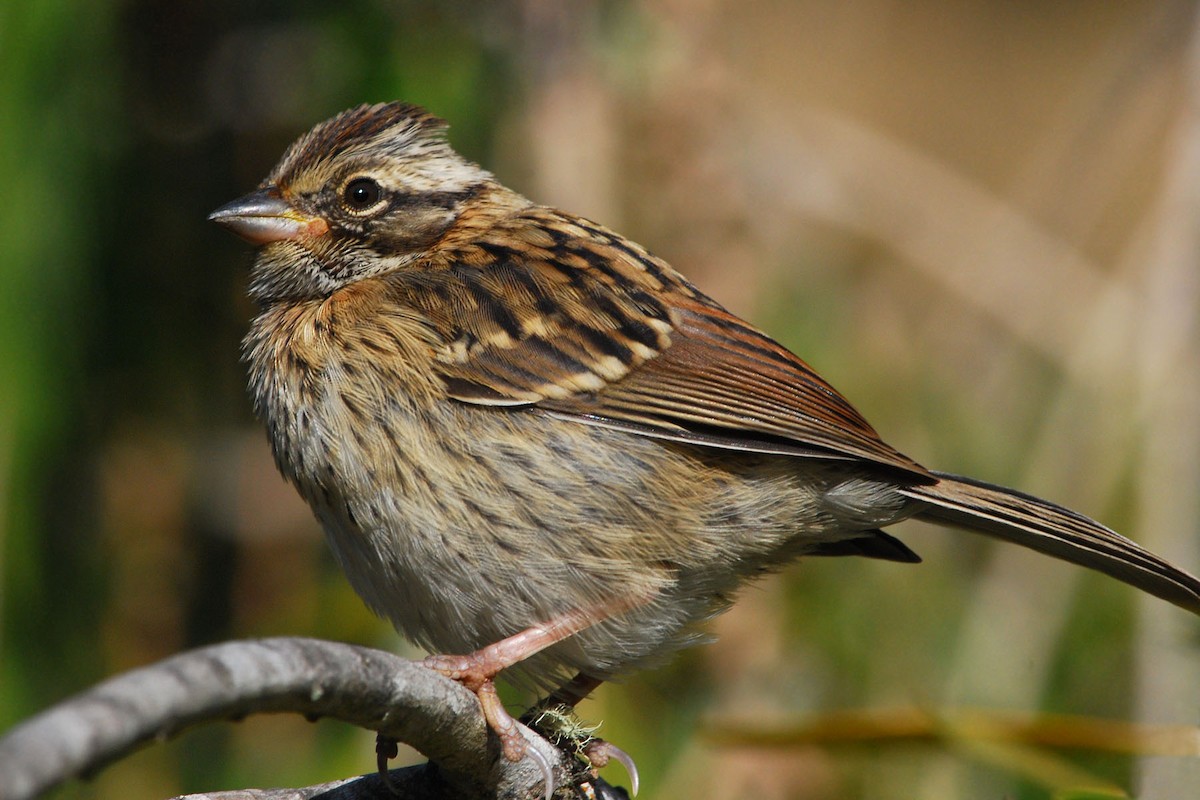 Rufous-collared Sparrow - Heather Pickard