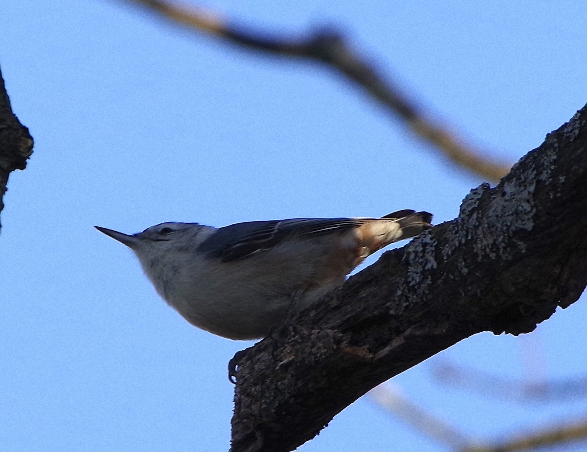 White-breasted Nuthatch - ML506880071