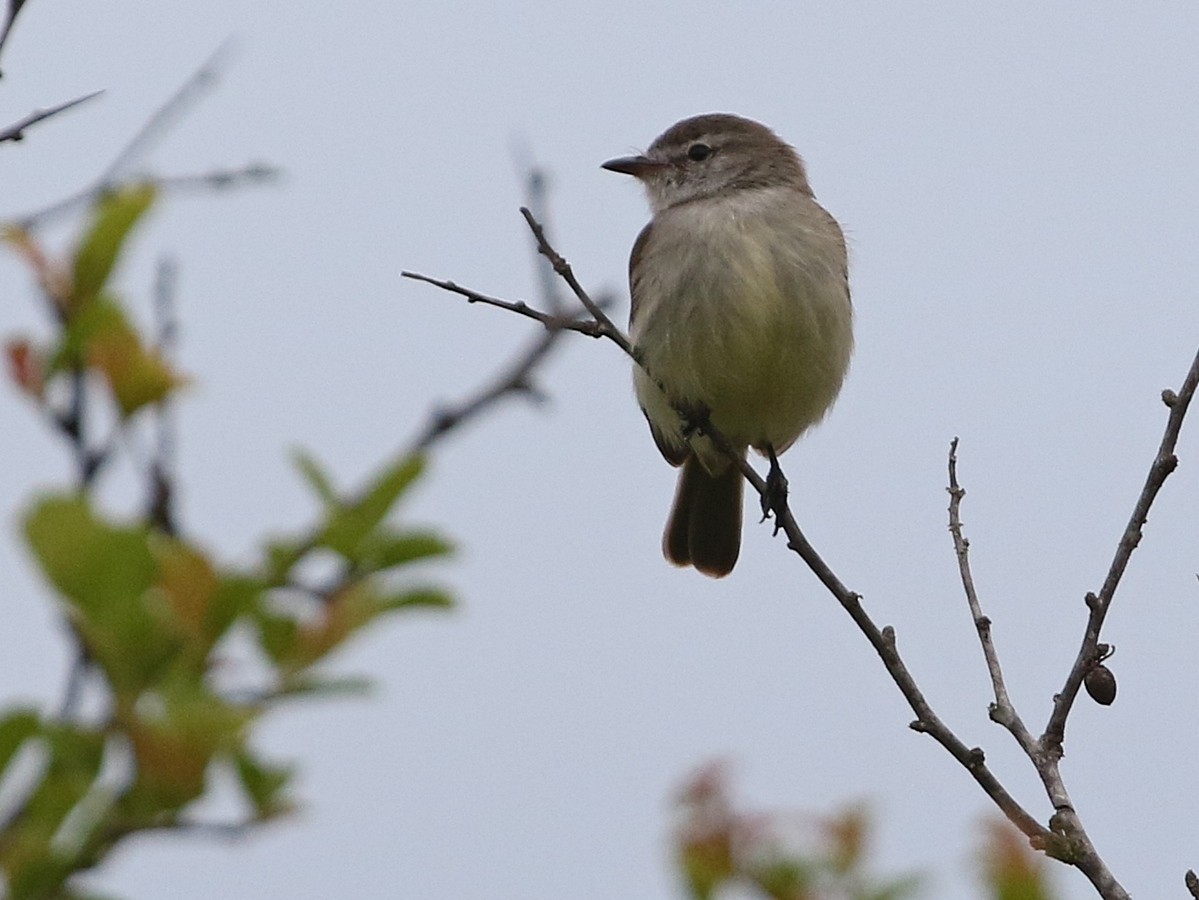 Southern Mouse-colored Tyrannulet - ML506880401