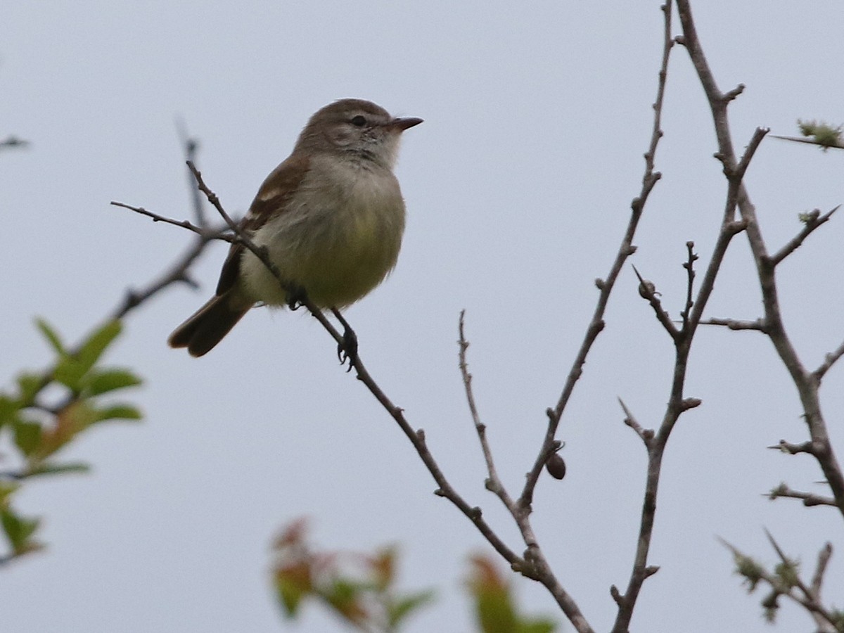 Southern Mouse-colored Tyrannulet - ML506880411