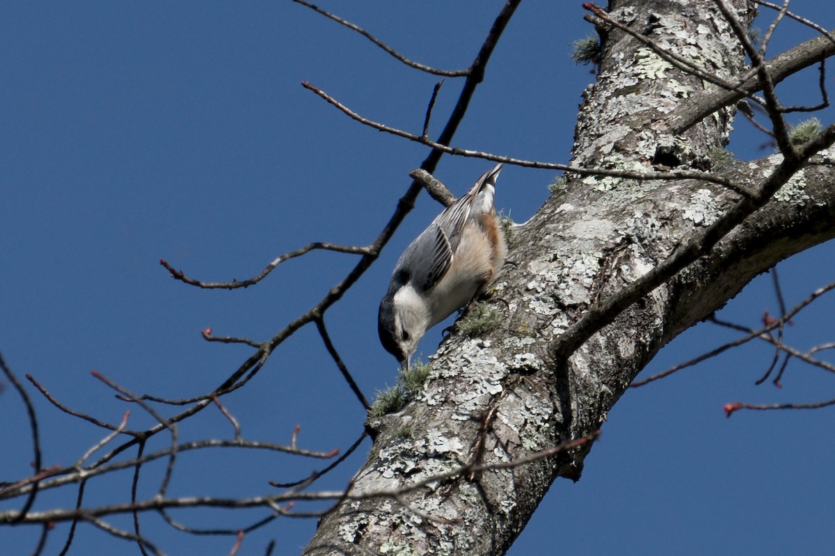 White-breasted Nuthatch - ML50688231