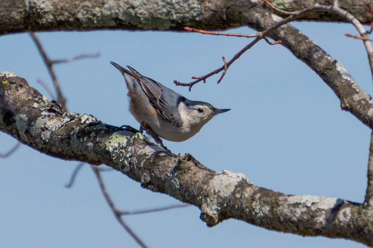 White-breasted Nuthatch - ML50688241