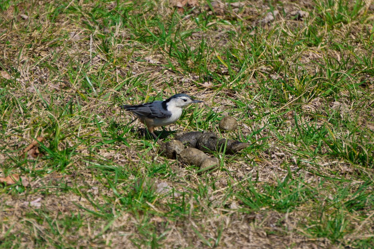 White-breasted Nuthatch - ML50688251