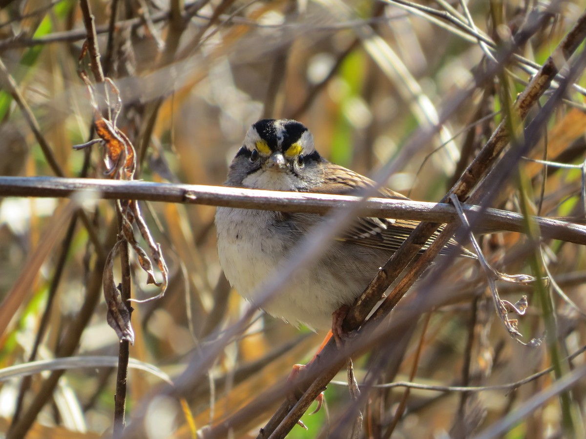 White-throated Sparrow - ML50688281
