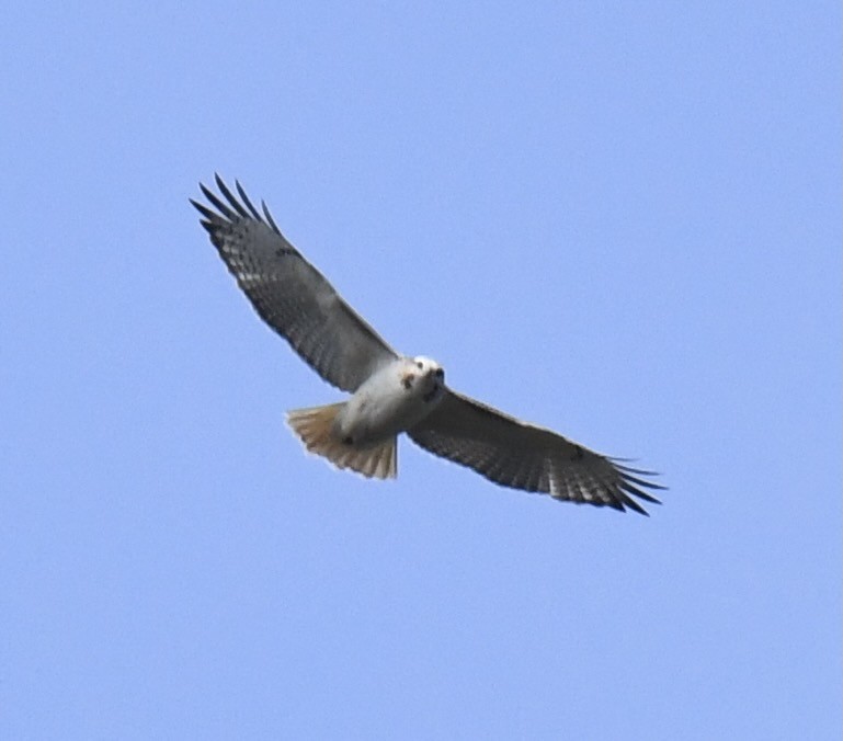 Red-tailed Hawk (Krider's) - ML506886501