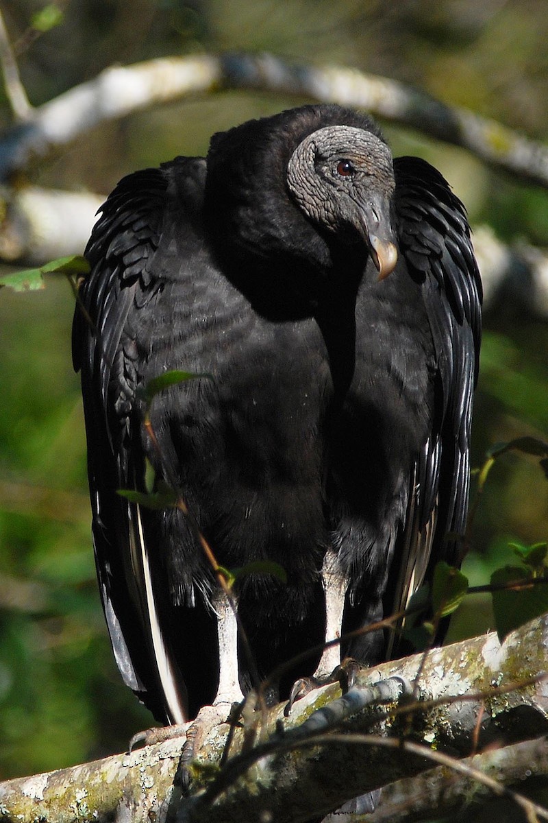Black Vulture - Heather Pickard