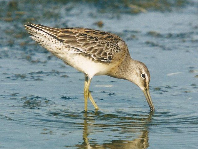 Long-billed Dowitcher - Tom Boyle