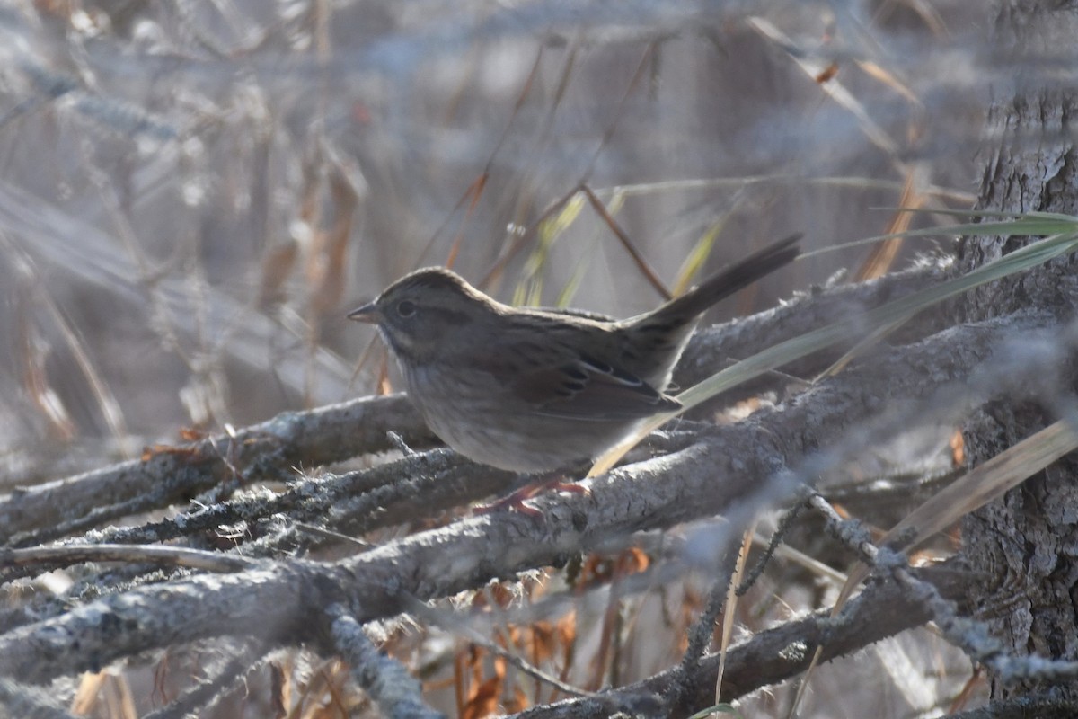 Swamp Sparrow - Maddy P