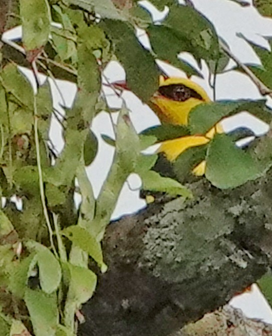 Indian Golden Oriole - ML506887901