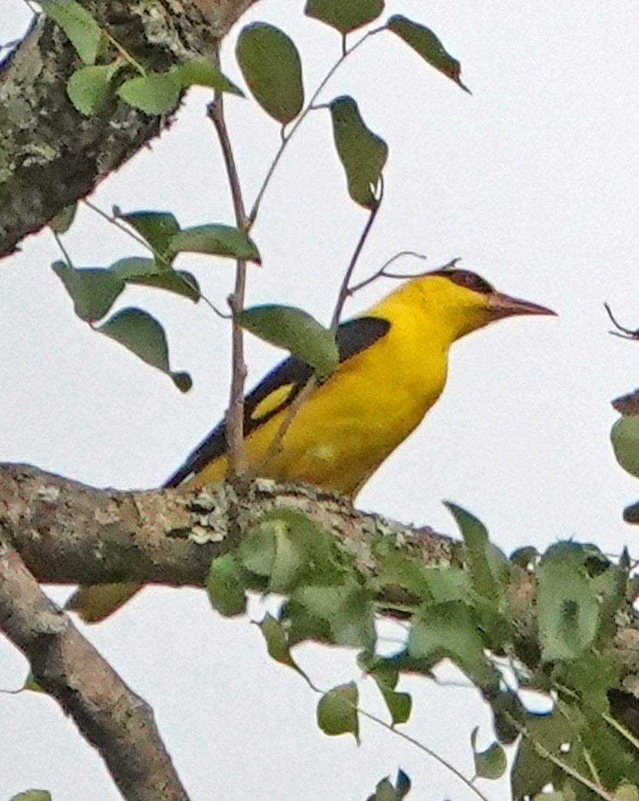 Indian Golden Oriole - ML506887911