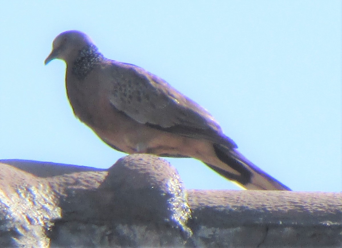 Spotted Dove - ML506888291