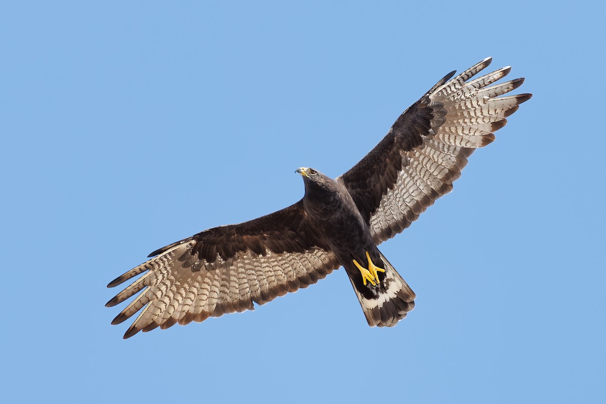 Zone-tailed Hawk - ML506888991