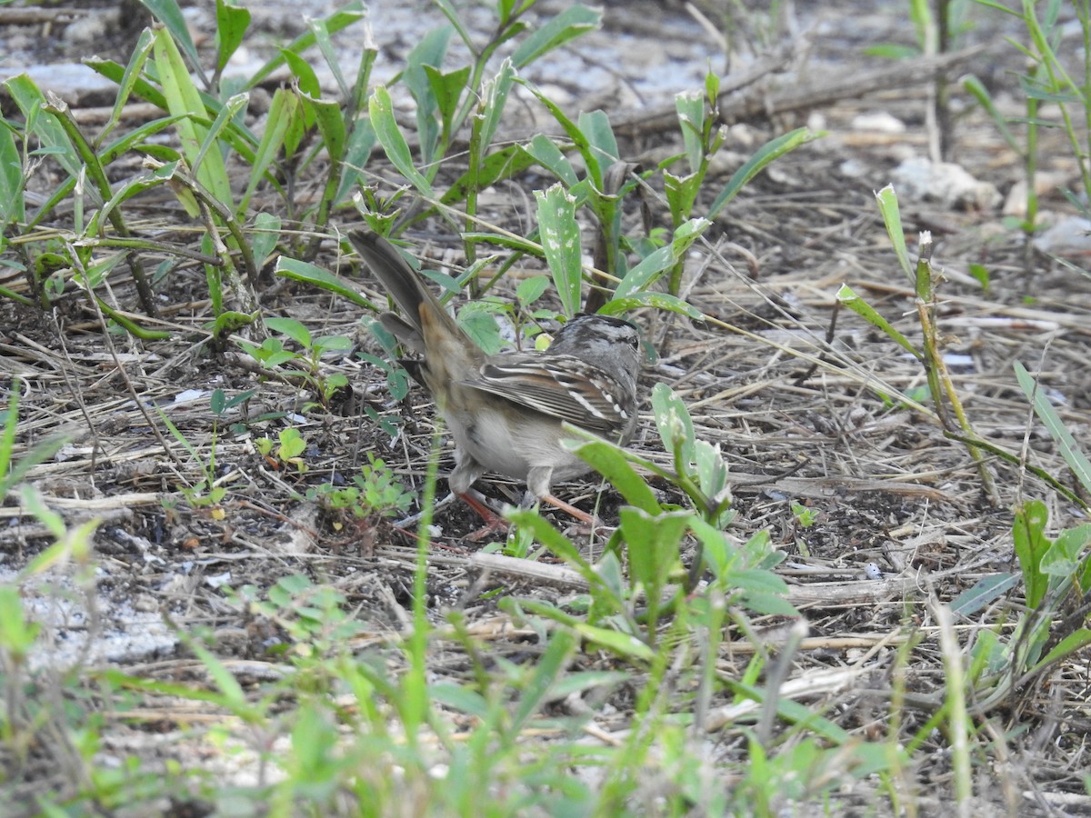 White-crowned Sparrow - ML506892221