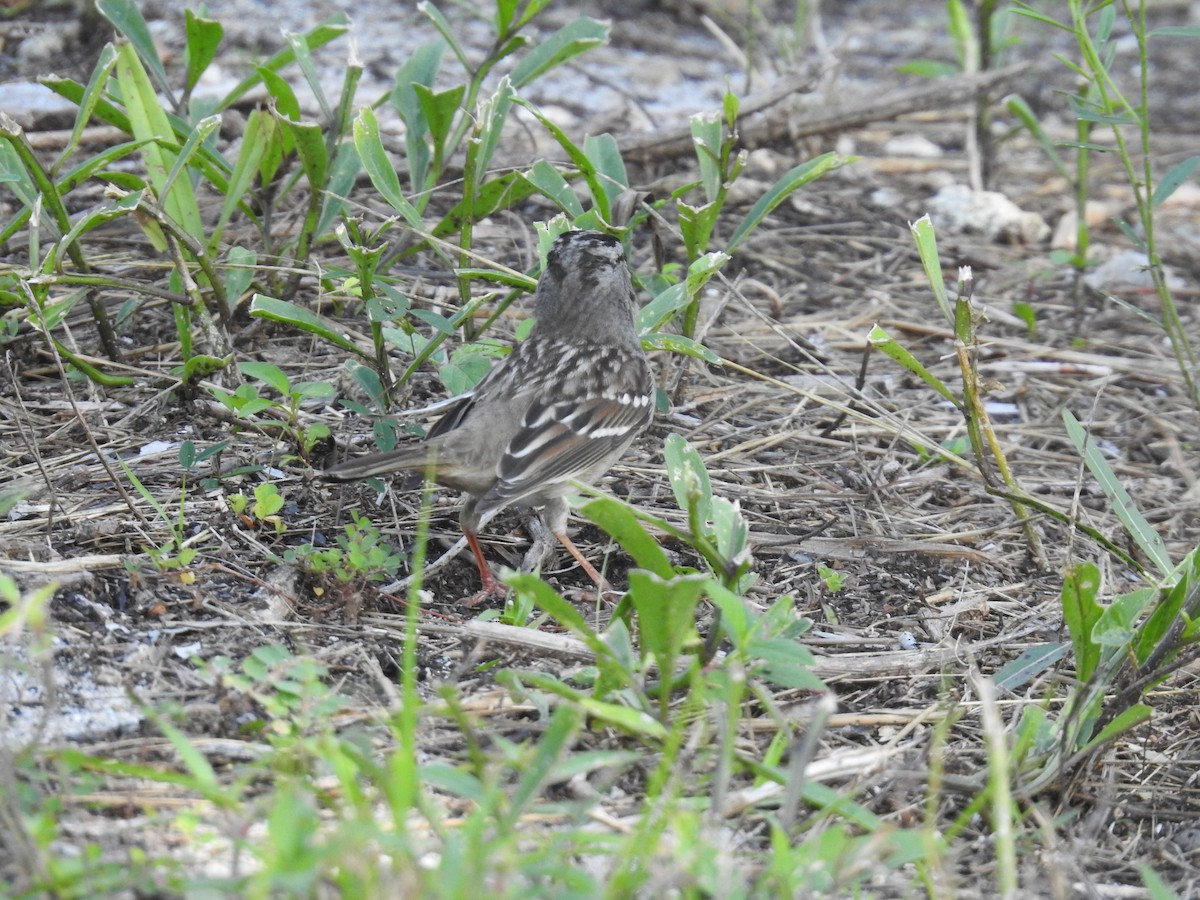 White-crowned Sparrow - ML506892241