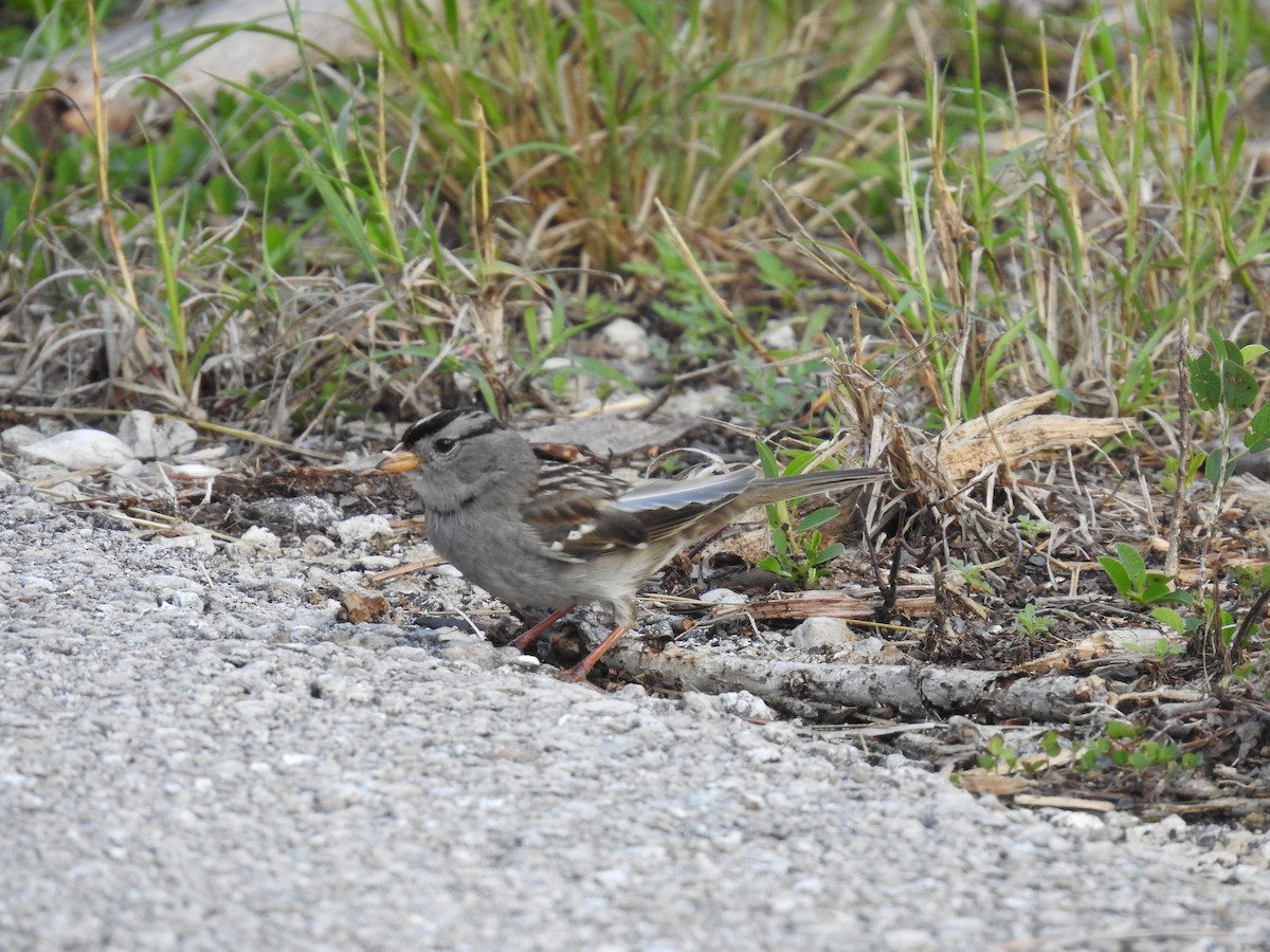 White-crowned Sparrow - Meghan Frey