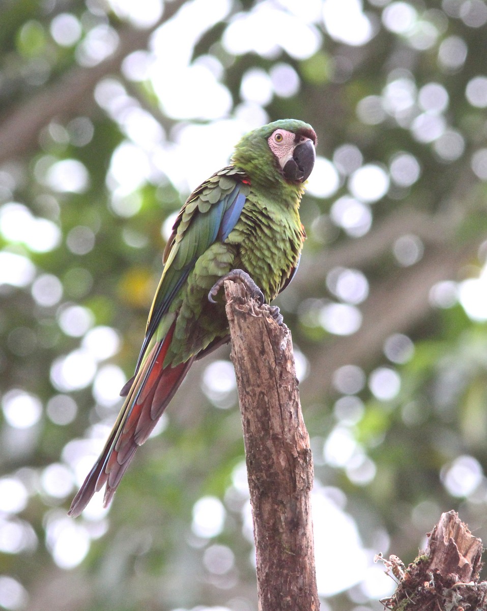 Chestnut-fronted Macaw - ML50689721