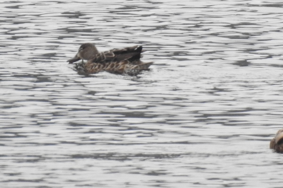 Blue-winged Teal - ML506898851