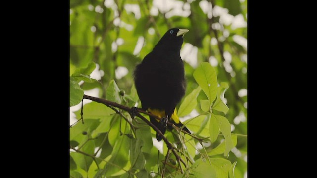 Yellow-rumped Cacique - ML506900481