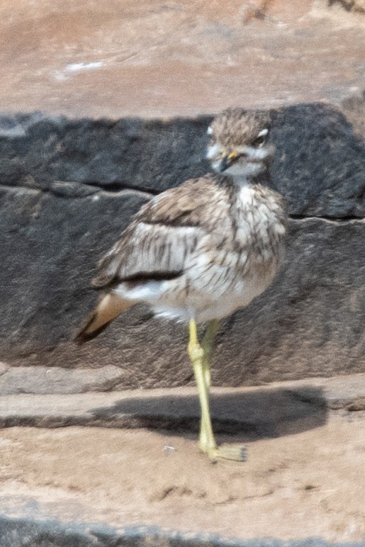 Water Thick-knee - Anonymous