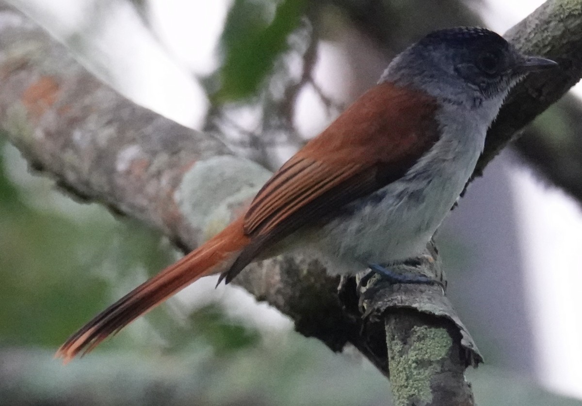 Sao Tome Paradise-Flycatcher - ML506904861
