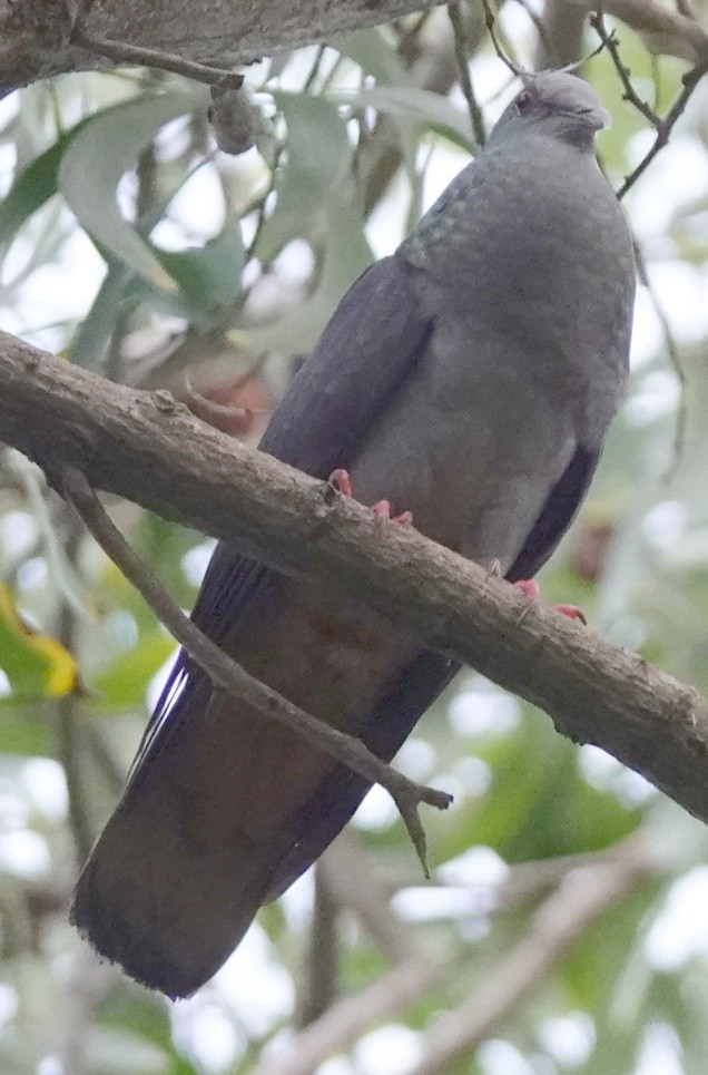 Sao Tome Pigeon - ML506905081