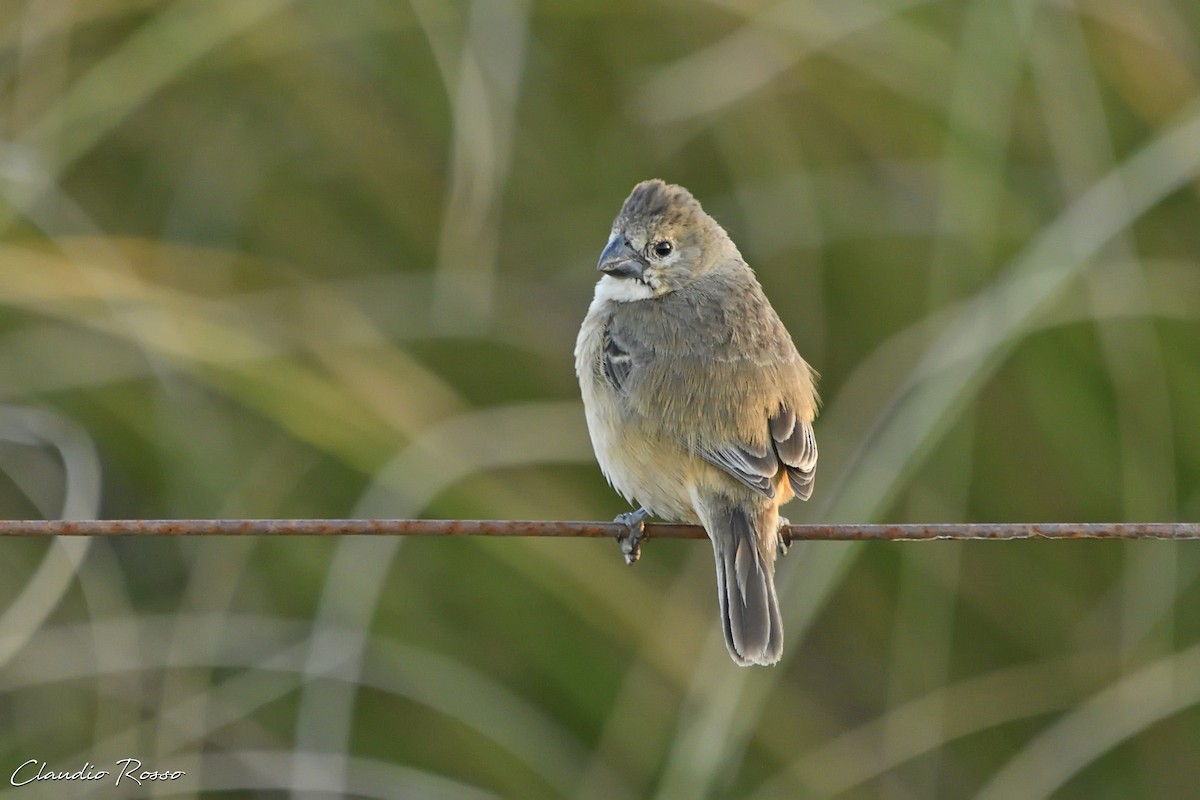 Rusty-collared Seedeater - ML506905791