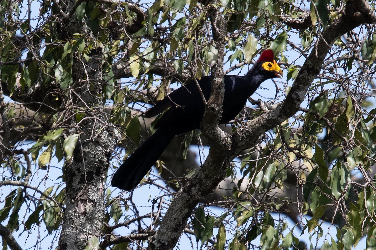 Ross's Turaco - Anonymous