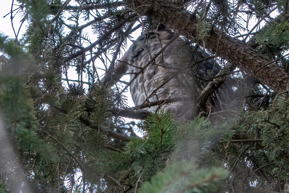 Great Horned Owl - ML506913661