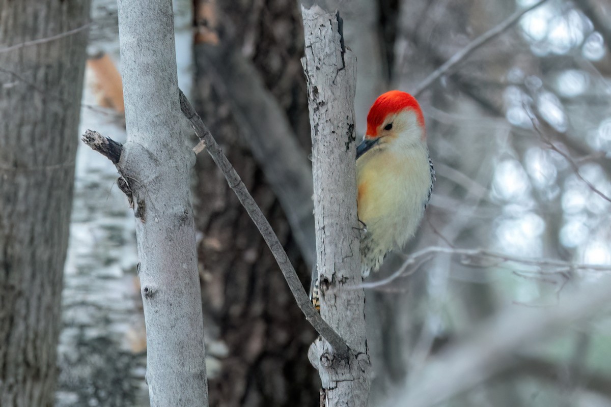 Red-bellied Woodpecker - ML506913901