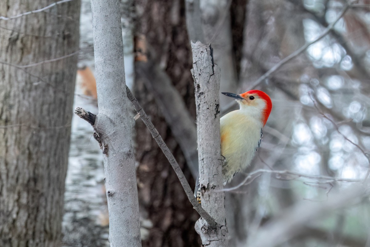 Red-bellied Woodpecker - ML506913911