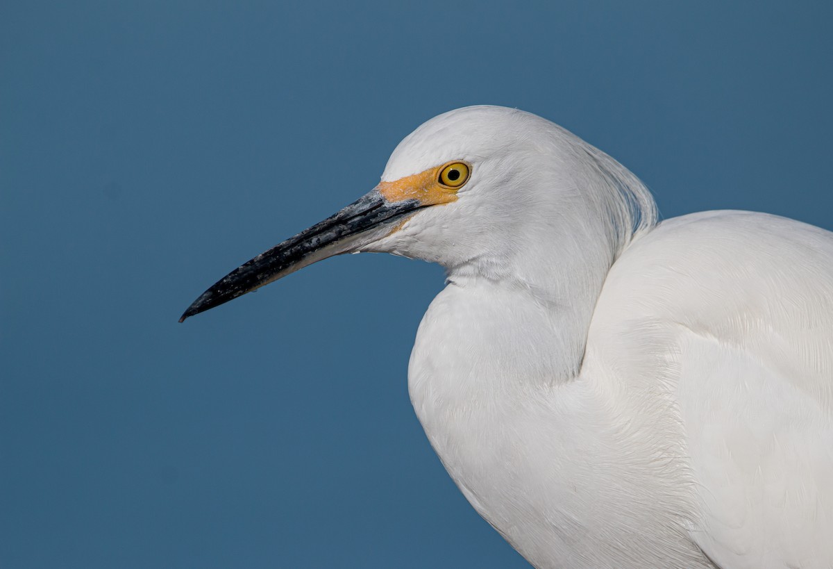 Snowy Egret - Braxton Landsman