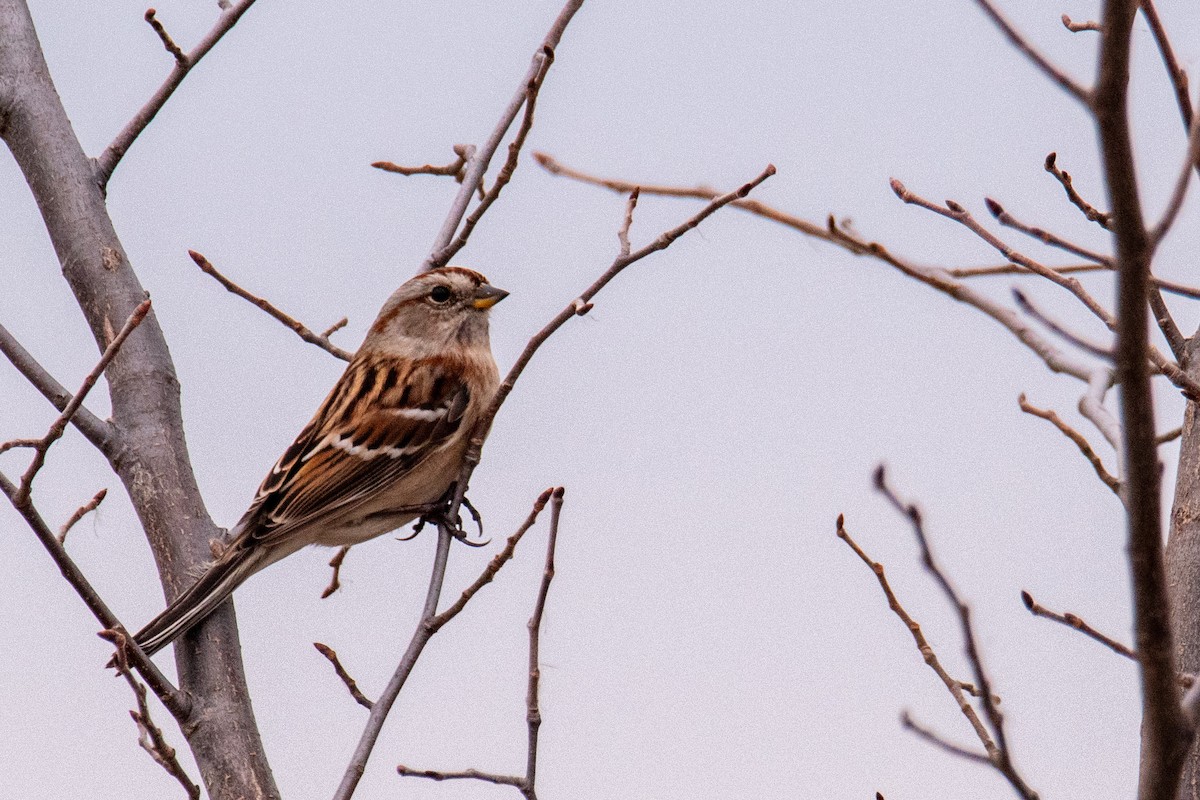 American Tree Sparrow - ML506915071